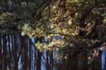 Pine tree over Batsto river