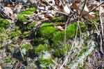 Moss near Lower Forge campsite