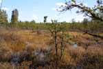 Savanna near end of pond