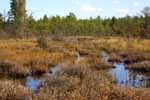 Savanna near end of pond