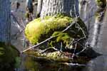 Moss in swamp