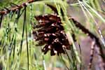 Pitch pine cone