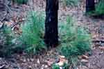 New growth on badly burned pitch pine - 01/04/00