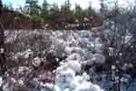 Snow in the blueberries - 01/22/00