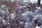 Snow in the blueberries - 01/22/00