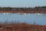 Tundra swans in reservoir - 12/25/99 