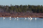 Tundra swans in reservoir - 12/25/99